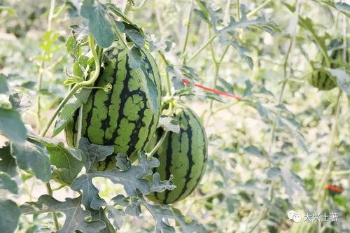 qq的网红吃瓜,揭秘QQ平台上的热门事件与幕后真相  第2张